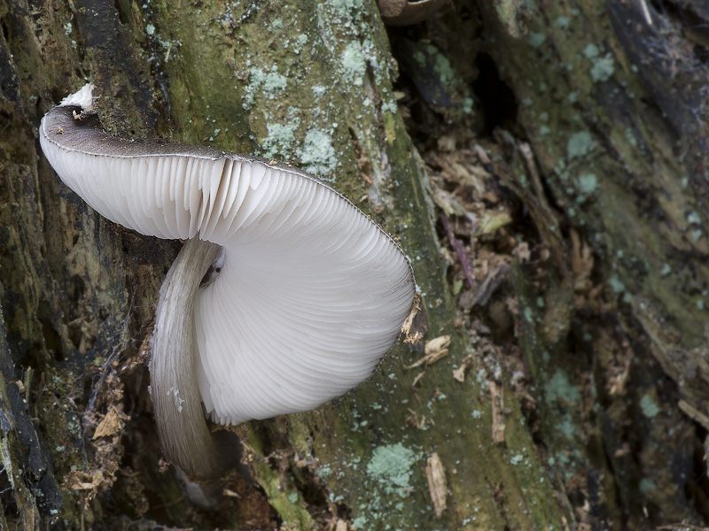 Pluteus pouzarianus